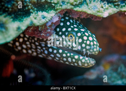 Weißen Mund MURÄNE Gymnothorax Meleagris Indischer Ozean Stockfoto