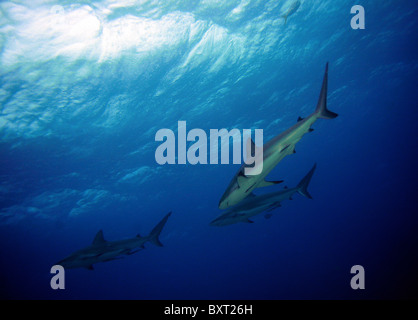 KARIBISCHER RIFFHAI Carcharhinus Perezi. Bahamas Stockfoto
