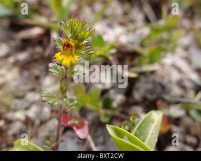 Zwerg-Augentrost Stockfoto