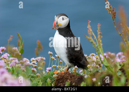 Nistende Papageitaucher, Handa Island, Scourie, Sutherland, Schottland Stockfoto