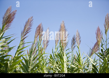 Bambuspflanze in Blüte Stockfoto