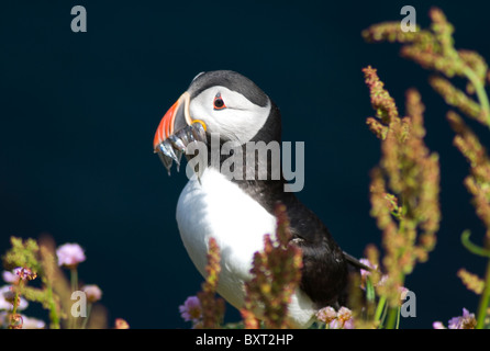 Nistende Papageitaucher, Handa Island, Scourie, Sutherland, Schottland Stockfoto