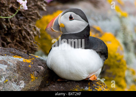 Nistende Papageitaucher, Handa Island, Scourie, Sutherland, Schottland Stockfoto