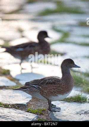 Erwachsene weibliche eurasische Wigeon ( Anas Penelope ehemalige Mareca penelope ) zu Fuß auf dem Boden , Finnland Stockfoto