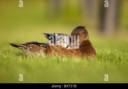 Junge weibliche eurasische Wigeon ( Anas Penelope ehemalige Mareca penelope ) auf grünem Gras, Finnland Stockfoto