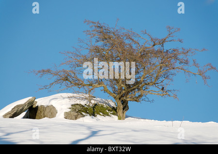 Ein Weißdorn Baum im winter Stockfoto