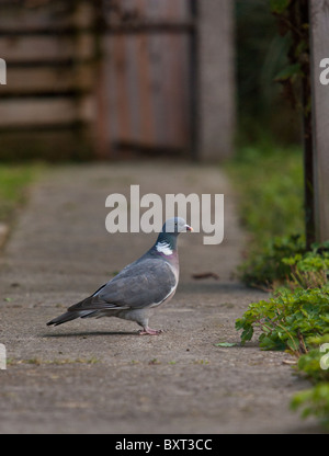 Einer gemeinsamen Ringeltaube auf einen Pfad in einem UK-Garten steht. Stockfoto