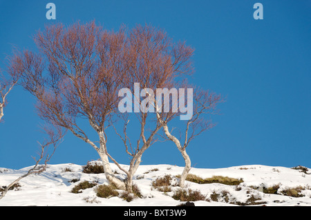 Silver Birch Bäume im winter Stockfoto