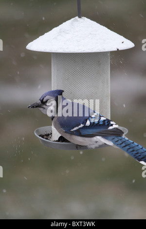 Blue Jay, Cyanocitta Cristata am Futterhäuschen, New Jersey, USA Stockfoto