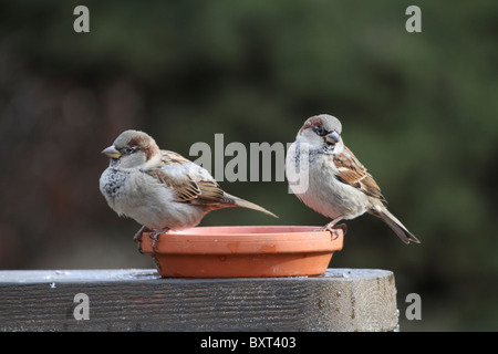 Zwei männliche Haussperlinge, Passer Domesticus, im Winter Gefieder sitzt am unteren Rand einen Blumentopf. New Jersey, USA Stockfoto