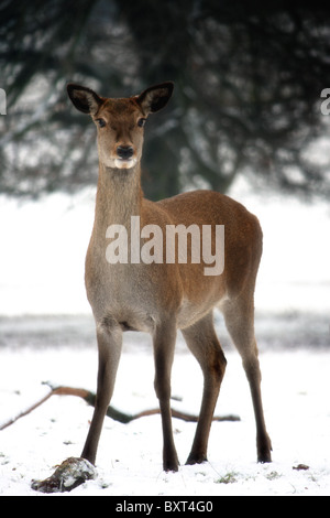 Hirsche im Schnee während des Winters Stockfoto