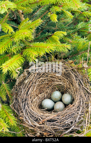 Detail der Amsel Eiern im nest Stockfoto