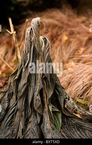 Blätter von einem Echium Pininana im winter Stockfoto