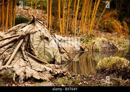 Phyllostachys Bambusoides 'Allgold' und der Schnitt lässt der Gunnera im RHS Rosemoor im Winter, Devon, England, Vereinigtes Königreich Stockfoto