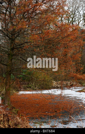 Taxodium Distichum, Sumpf-Zypresse und den See im RHS Rosemoor im Winter, Devon, England, Vereinigtes Königreich Stockfoto