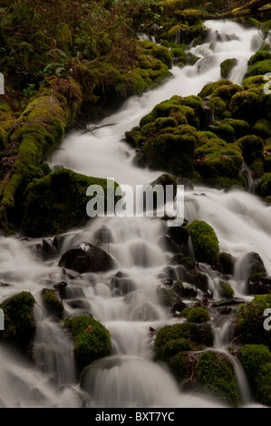 Fee fällt - Oregon Stockfoto