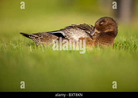 Junge eurasische Wigeon ( Anas Penelope ehemalige Mareca penelope ) auf grünem Gras, Finnland Stockfoto