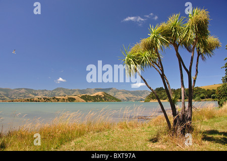 Betelpalmen von Barrys Bay, Akaroa Harbour, Banks Peninsula, Canterbury, Neuseeland Stockfoto