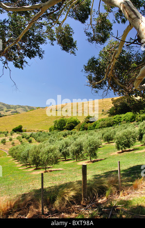 Old French Road Olive Grove, Akaroa Harbour, Banks Peninsula, Canterbury, Neuseeland Stockfoto