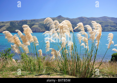 Toetoe Gras- und Hafen, Onuku, in der Nähe von Akaroa, Akaroa Harbour, Banks Peninsula, Region Canterbury, Neuseeland Stockfoto