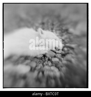 Norwegen, Spitzbergen, Nordaustlandet, verschwommene schwarz-weiß Bild der Toten Polar Bear Cub auf Lagøya Insel Stockfoto