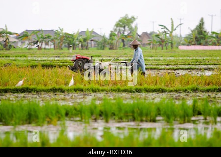 Landwirt tendenziell Pflanzen in Bali, Indonesien Stockfoto