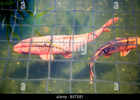 Koi-Karpfen unter Verrechnung im Teich Stockfoto