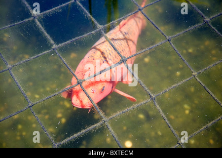 Koi-Karpfen unter Verrechnung im Teich Stockfoto