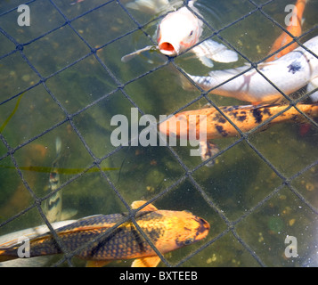 Koi-Karpfen unter Verrechnung im Teich Stockfoto