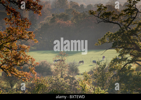 Großbritannien, England, Surrey, Telegraph Hill Herbst Stockfoto