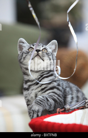 Britisch Kurzhaar, Silber getupft Kitten, 3 Monate alt Stockfoto