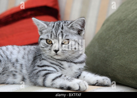 Britisch Kurzhaar, Silber getupft Kitten, 3 Monate alt Stockfoto