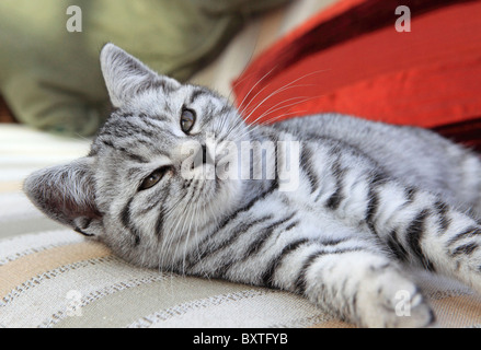 Britisch Kurzhaar, Silber getupft Kitten, 3 Monate alt Stockfoto