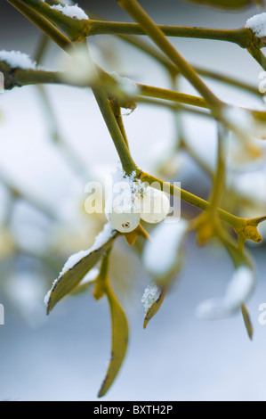 Ein Zweig der Europäischen Mistel mit weißen Beeren - Viscum album Stockfoto