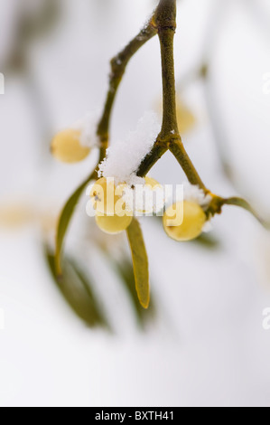 Ein Zweig der Europäischen Mistel mit weißen Beeren - Viscum album Stockfoto