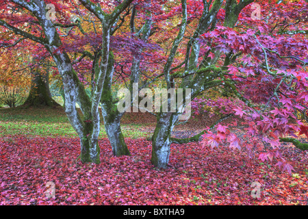 Blätter in Schattierungen von rot über Bäume Schottland Stockfoto