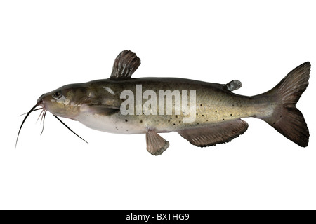 Channel Catfish isoliert auf einem weißen Hintergrund. Traditionell amerikanische Art eines Fisches. Stockfoto