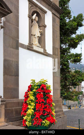 Weihnachtsstern-Blüten vor dem Rathaus von Funchal, Madeira Stockfoto