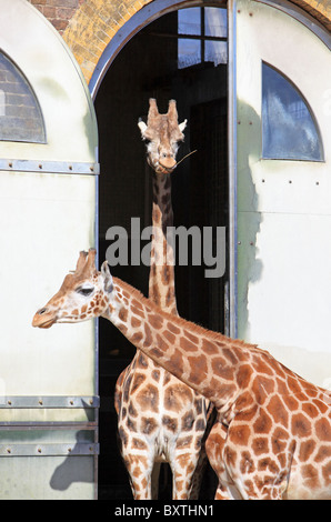 Der Londoner Zoo, Giraffen Stockfoto