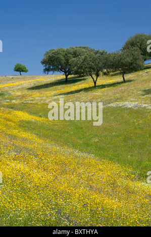 Portugal, Alentejo, Korkeichen und Wildblumen Stockfoto