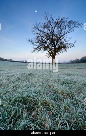 Der Mond scheint nach unten über eine einsame Eiche stehen in einem frostigen Feld im Morgengrauen. Wrington, North Somerset, England. Stockfoto