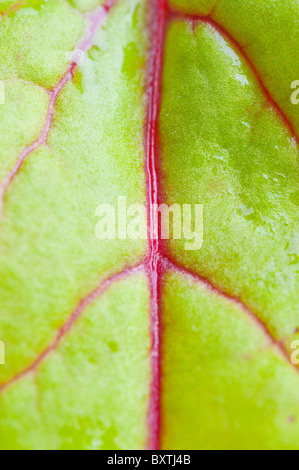 Bio Frühling Mix grüner Salat Stockfoto