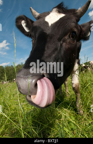 Kuh auf Feld Stockfoto