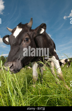 Kuh auf Feld Stockfoto