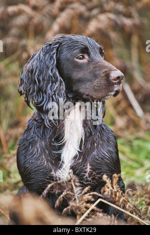 Hunde sind für den Abruf von Fasanen einmal geschossen verwendet. Stockfoto