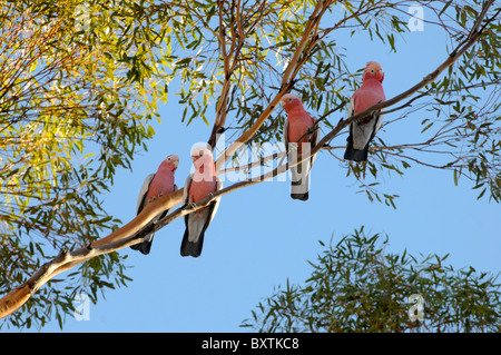 Rosakakadus In einem Baum Wa Australien Stockfoto