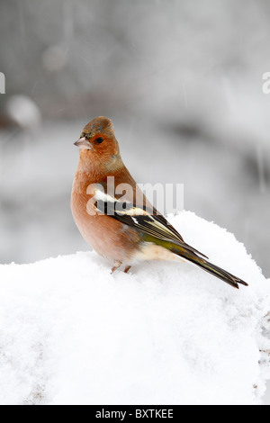 Buchfinken (Fringilla Coelebs) Männchen, thront auf Schnee bedeckten Ast, Warwickshire, England, Dezember Stockfoto