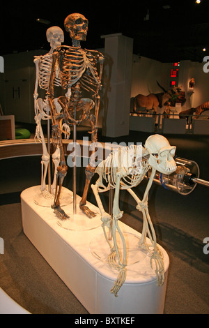 Museum Anzeige Skelett von Schimpansen, Neandertaler und moderne Menschen hinter Stockfoto