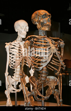 Modell-Skelette zeigen Neandertaler und modernem Menschen hinter Stockfoto