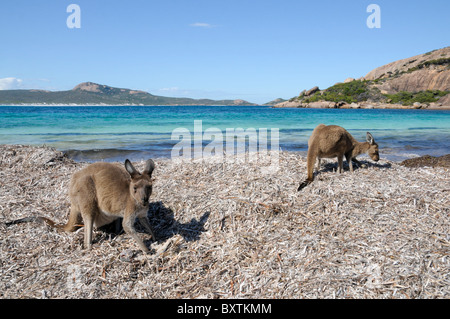 Kängurus am Strand von Lucky Bay In Cape Le Grand Nationalpark bei Esperance Wa Australia Stockfoto